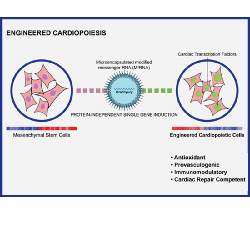 Stem Cells Translational Medicine Wiley Online Library