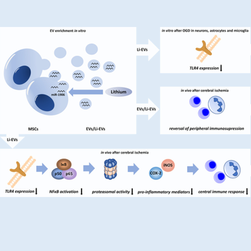 Stem Cells Translational Medicine Wiley Online Library