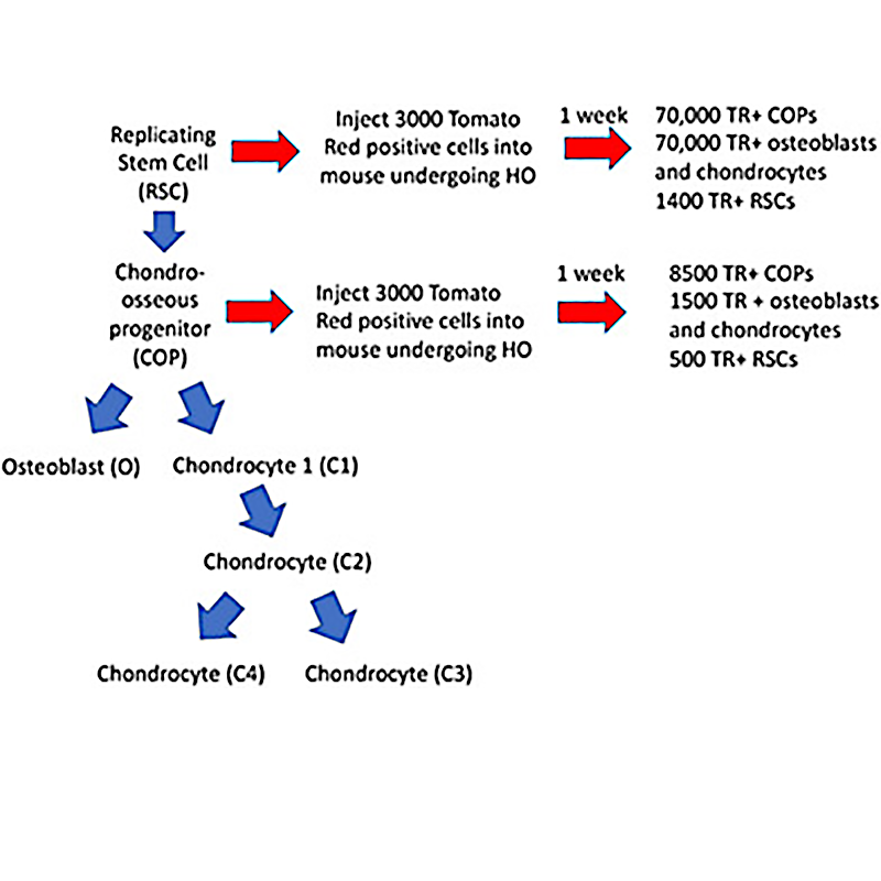 Stem Cells Translational Medicine Wiley Online Library