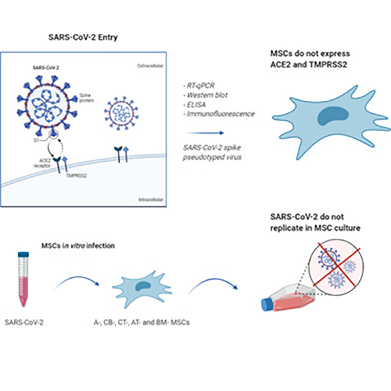 Stem Cells Translational Medicine Wiley Online Library