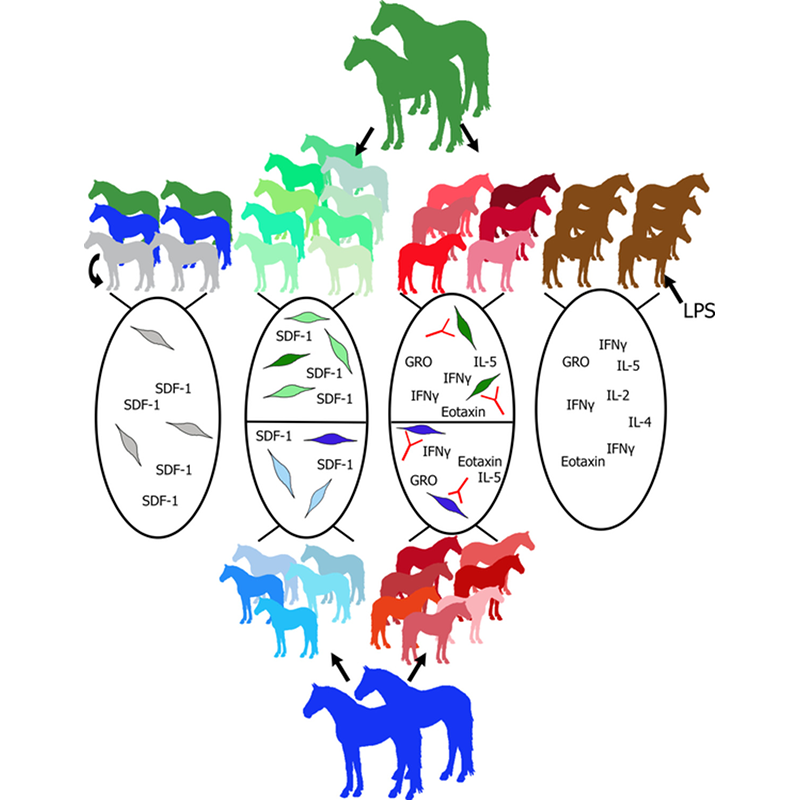 STEM CELLS Translational Medicine Wiley Online Library