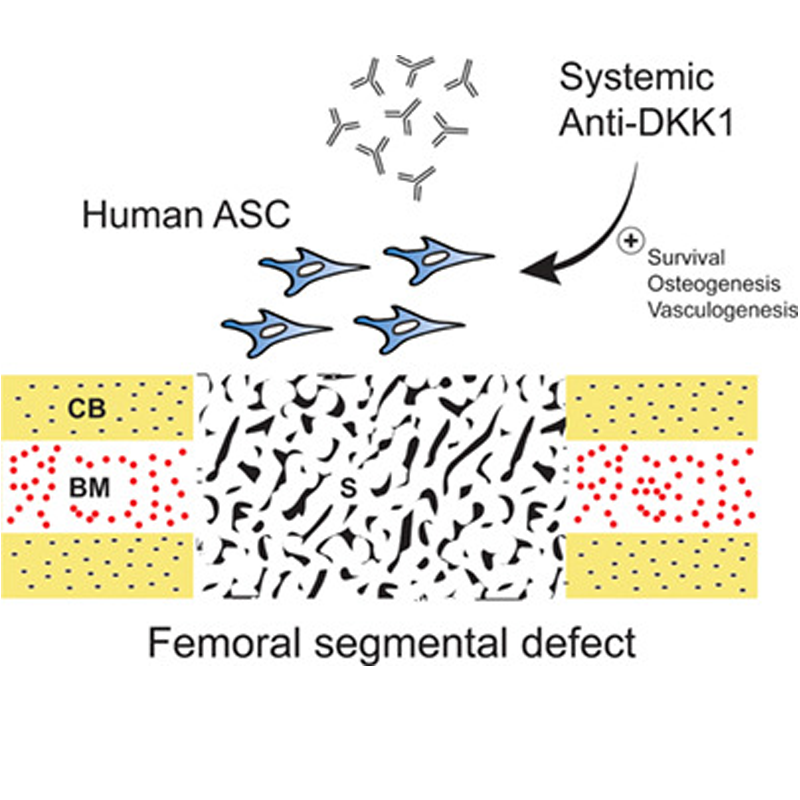 Stem Cells Translational Medicine Wiley Online Library