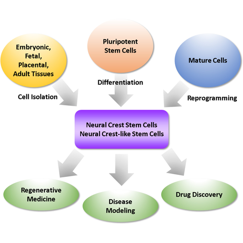 Stem Cells Translational Medicine Wiley Online Library 2973